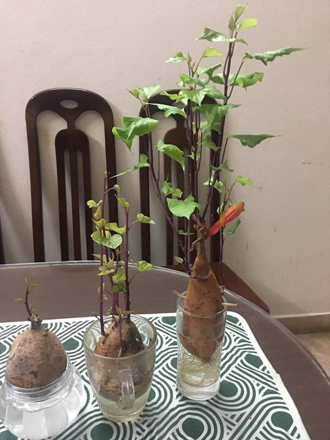 Những củ khoai đã mọc mầm tươi tốt giờ trở thành loại cây cảnh trong nhà.