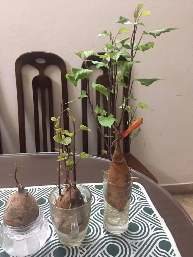 Những củ khoai đã mọc mầm tươi tốt giờ trở thành loại cây cảnh trong nhà.