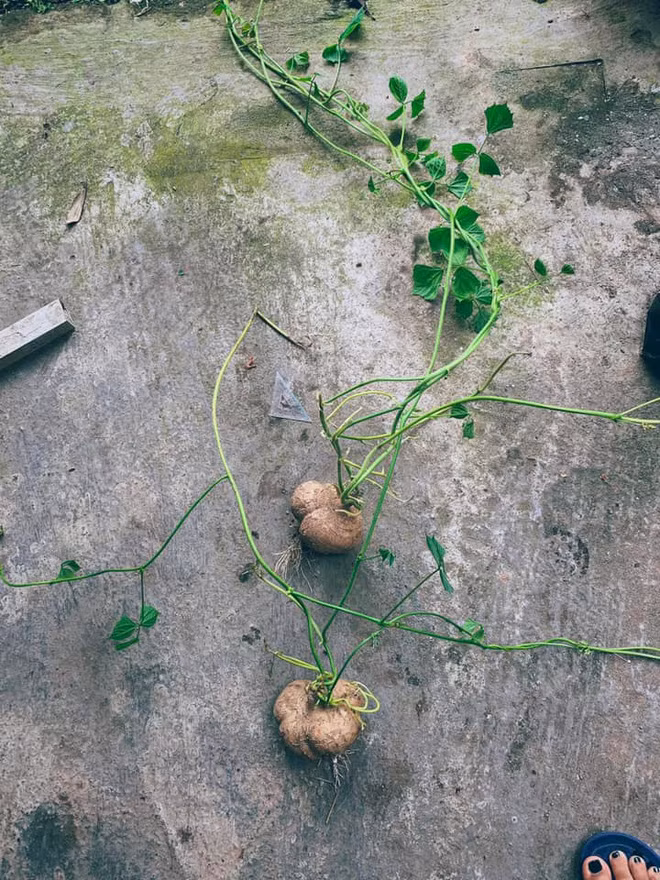 Bỏ ra số tiền không nhỏ để mua thực phẩm, thế nhưng sau đó lại phải vứt chúng đi vì quá nhiều không dùng đến, dẫn đến việc mọc mầm, hư hỏng. Ảnh: Tổng hợp