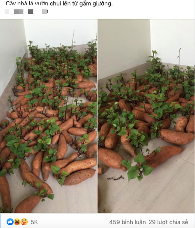 Cụ thể, thanh niên này đã dự trữ thực phẩm mùa dịch không có gì khác ngoài khoai lang. Chỉ vì mua "quá lố" để quên trong góc nhà, tới lúc quay lại thì số khoai đó đã mọc cây mơn mởn.