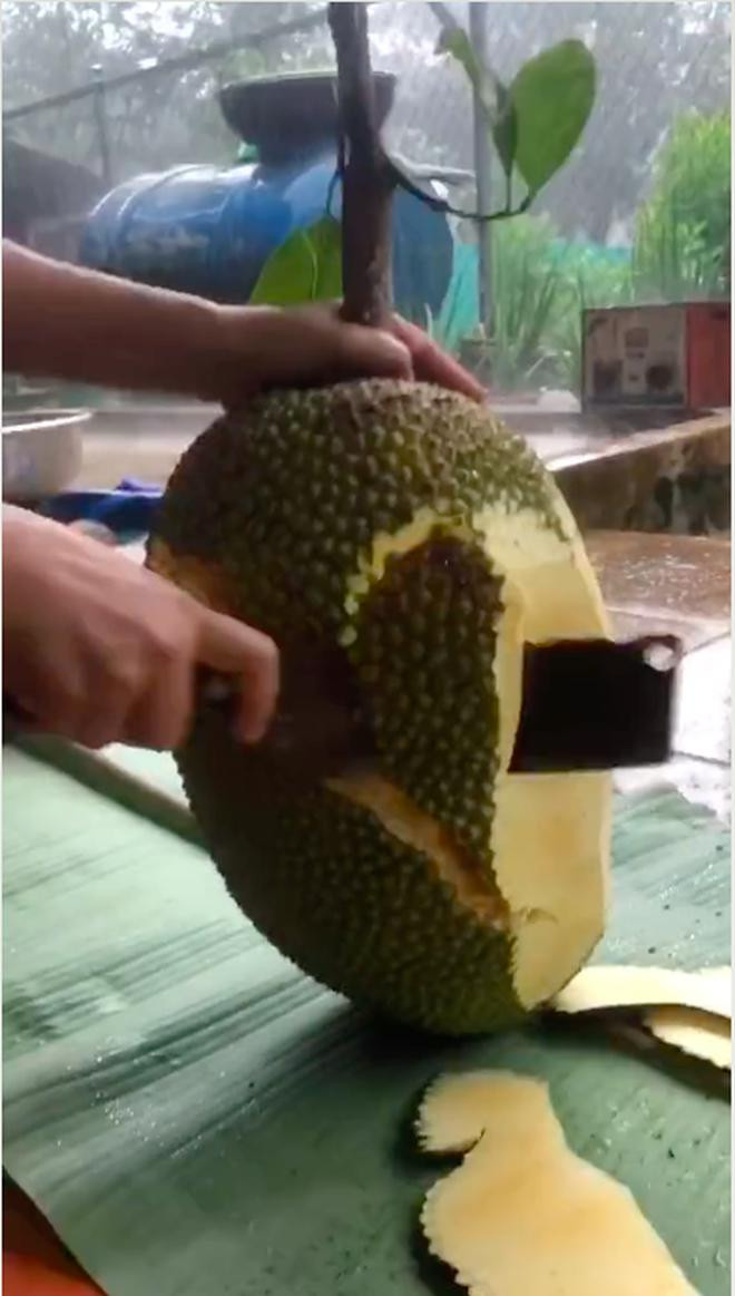 Theo cách bổ mít truyền thống, mọi người sẽ bổ ngang, sau đó tách bỏ cùi mít và tách múi. Nhưng trường hợp này lại gọt sạch vỏ rồi mới bổ ngang.