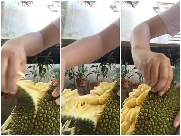 Thực tế đã có không ít quả mít mật chín đến mức có thể lột vỏ được như trường hợp ở trên.