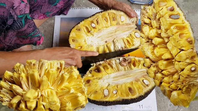 Theo chia sẻ của chủ nhân clip, quả mít này thuộc loại mít mật, khá mềm so với những loại mít khác. Khi chín nên nó dễ dàng tách vỏ hơn nên mới có thể dễ dàng lột ra như vậy.