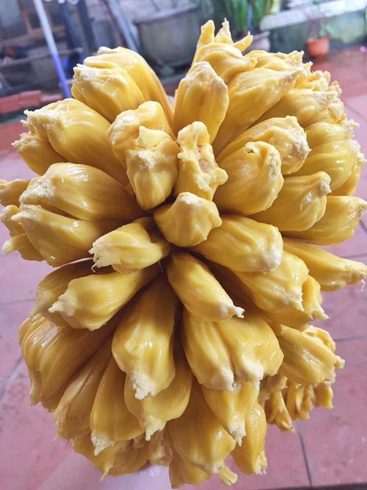 Theo nhìn nhận của cư dân mạng, quả mít trong clip đã quá chín và một phần do tách khéo léo nên mới có thể dễ dàng lột vỏ như vậy.