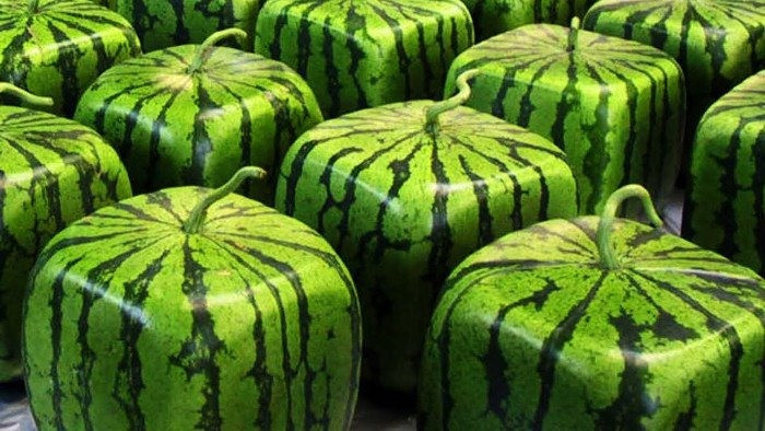 Điển hình nhất là dưa hấu, người ta sử dụng những chiếc khuôn với nhiều hình thù để tạo nên những quả dưa hấu hình vuông, kim tự tháp hay hình trái tim...