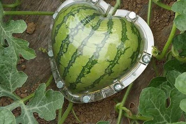 Được biết, những loại quả sau khi được "tạo dáng" sẽ có giá trị lớn hơn, đắt đỏ hơn nhiều lần so với quả thông thường.