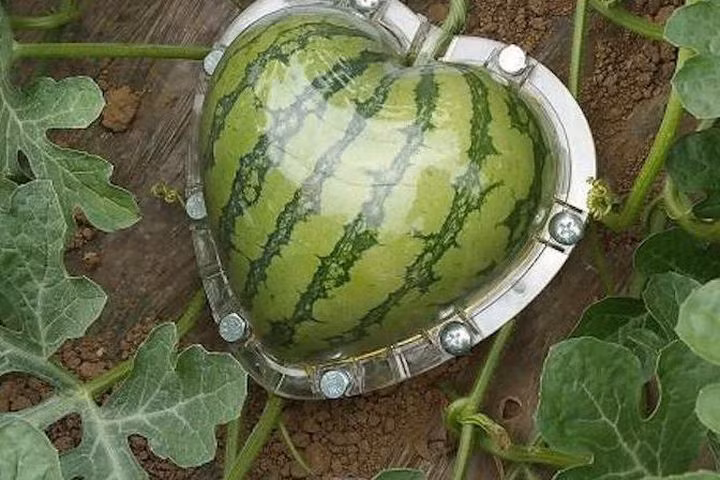 Được biết, những loại quả sau khi được "tạo dáng" sẽ có giá trị lớn hơn, đắt đỏ hơn nhiều lần so với quả thông thường.