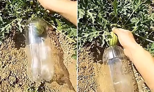 Trước đó, một lão nông Trung Quốc đã nảy ra ý tưởng trồng dưa hấu trong chai nhựa trong suốt. Vì chai nhựa trong suốt và có đục lỗ dưới đáy chai để không khí lọt vào, nên quả dưa hấu vẫn có thể nhận ánh sáng mặt trời và cũng như phát triển bình thường.
