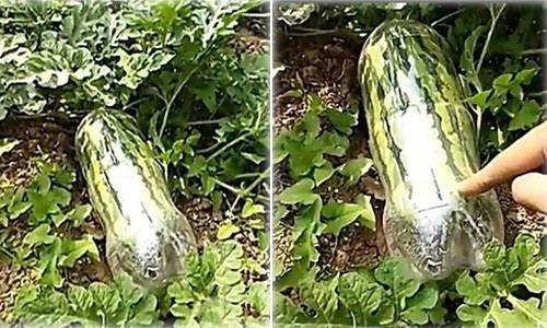 Đến ngày thu hoạch, quả dưa hấu đã phát triển khá to và mọc kín chai nhựa, nếu cắt ra, thì quả sẽ có hình dạng y hệt như chai rất độc đáo.