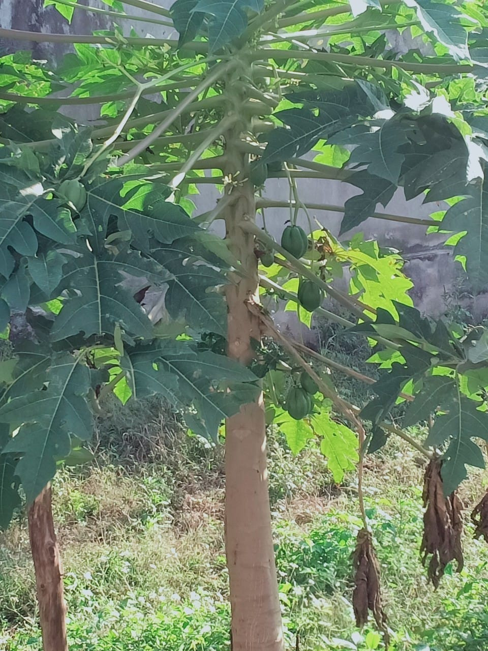 Nhiều trường hợp quả đu đủ treo lửng lơ trên cành nhìn khá hài hước.