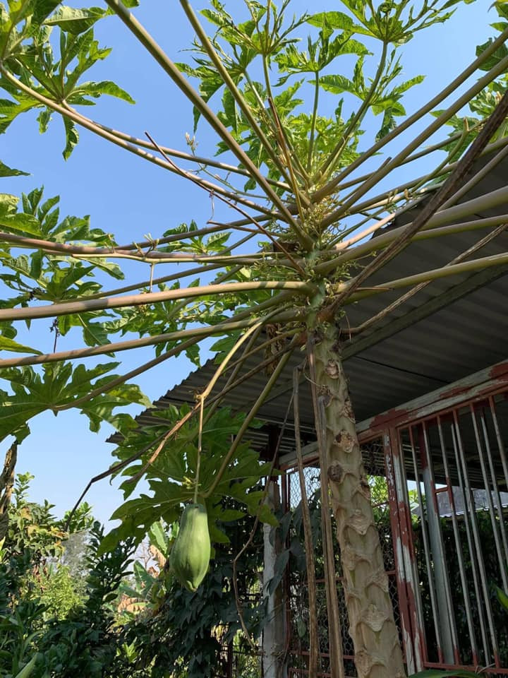 Trước đây có khá nhiều cây đu đủ gây chú ý với các ra quả cực kỳ dị biệt. Mỗi lần xuất hiện là netizen được dịp tò mò, thậm chí còn thử tài định giá.