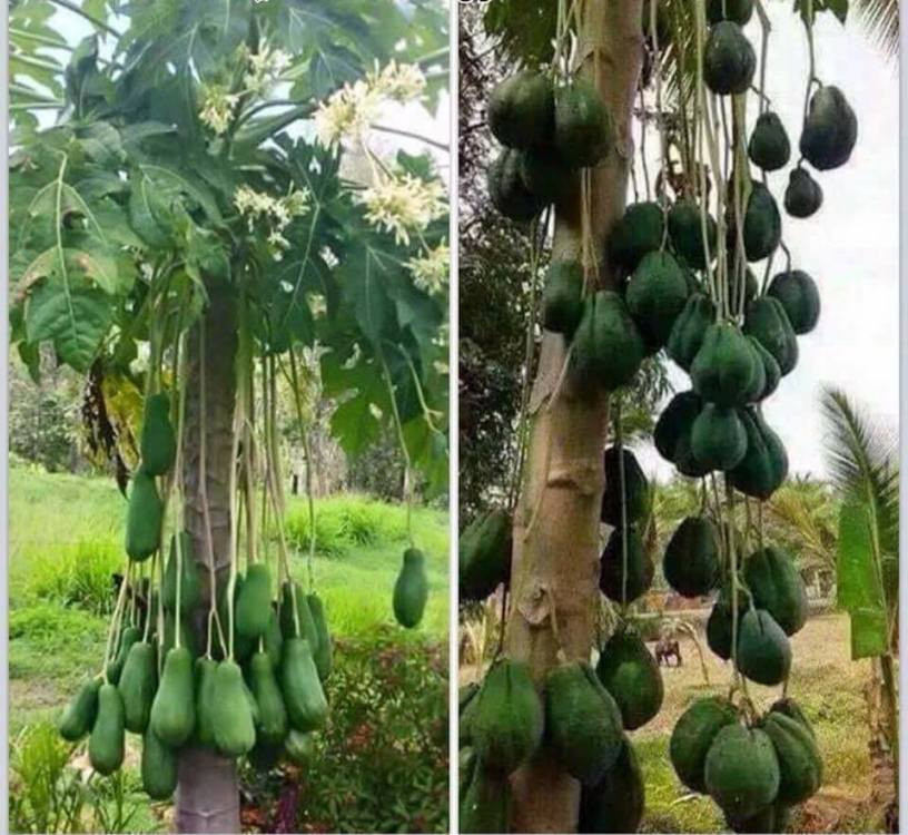 Không chỉ một, rất nhiều quả đu đủ mọc lủng lẳng trên cây vô cùng bắt mắt.