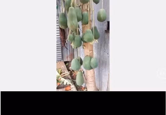 Đoạn clip ghi lại cây đu đủ này đã thu về hơn 1 triệu views và cả ngàn bình luận xôn xao. Thậm chí trong clip một điểm khiến cư dân mạng chú ý nữa chính là câu nói định giá tới… 7 tỷ cho cây đu đủ này của chủ nhân nó.