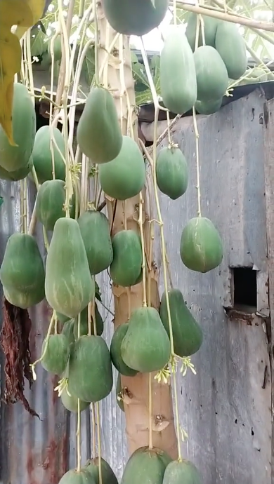 Điều chú ý ở cây đu đủ độc lạ này chính là việc nó ra quả khá nhiều, và cách mọc quả "thòng lòng" hết xuống đất khiến netizen hết sức thích thú.