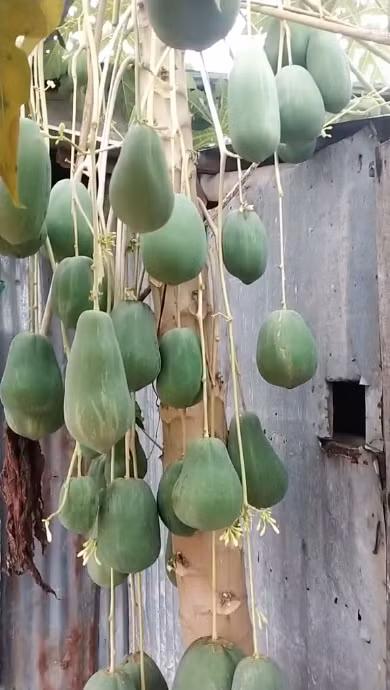 Điều chú ý ở cây đu đủ độc lạ này chính là việc nó ra quả khá nhiều, và cách mọc quả "thòng lòng" hết xuống đất khiến netizen hết sức thích thú.