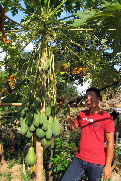 Cây đu đủ mọc "trăm trái" kỳ lạ khiến ai cũng thảng thốt, thậm chí có người còn đòi trả giá cao để được mang về.