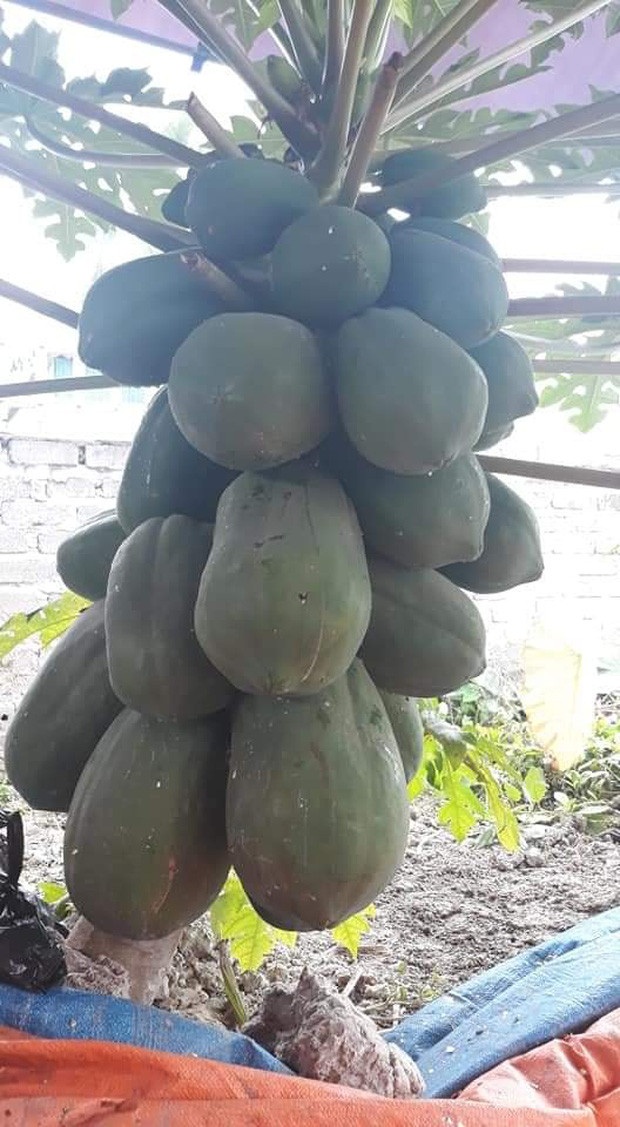 Còn cây đu đủ của nhà chàng trai này trồng dù "thấp lè tè" nhưng lại ra quả "siêu to khổng lồ" và bám kín cả thân. Ảnh: Tổng hợp