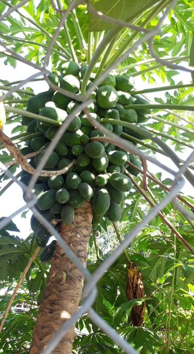 Cây đu đủ dù khiến nhiều người thèm khát vì quả mọc kín cả thân.