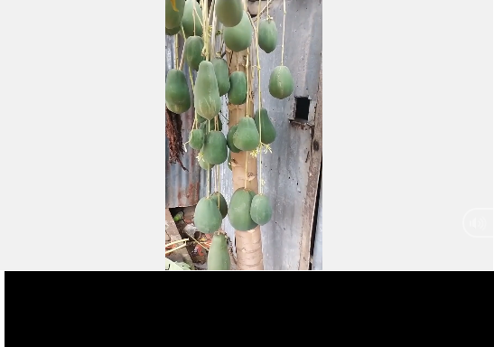 Không chỉ có cách ra quả khác biệt, mà quả đu đủ còn khá to và đồng đều treo lủng lẳng như chỉ bằng một sợi dây dẻo dai, chắc chắn.