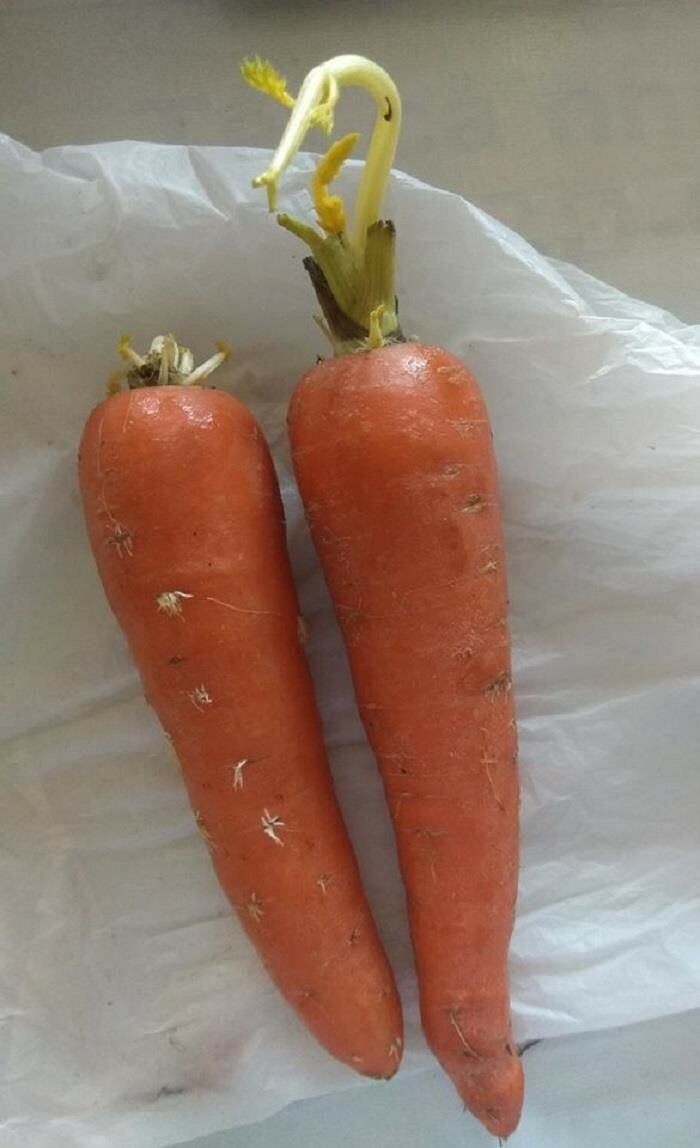 Cà rốt cũng đua nhau mọc mầm trong mùa dịch vì chưa được sử dụng.