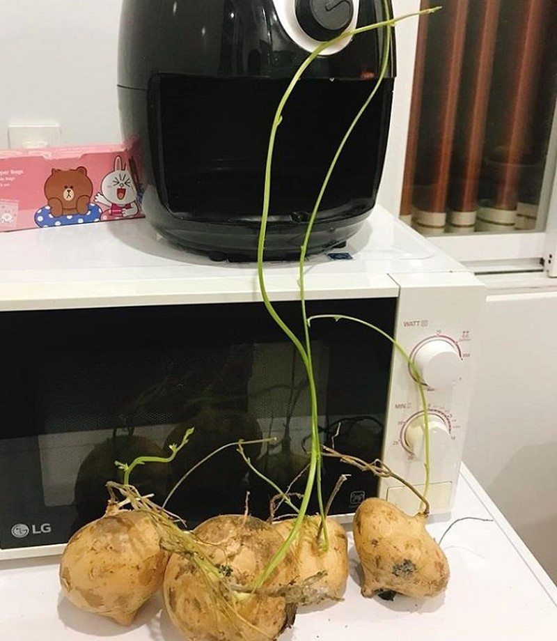 Mua về để ở bàn bếp mà củ đậu cũng mọc thành cây dài cả mét.
