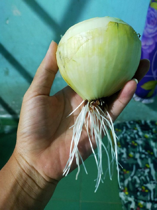 Củ hành tây cũng đua nhau mọc rễ vì để quá lâu.