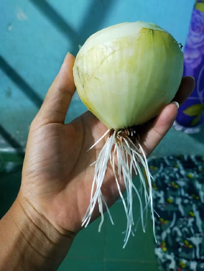 Củ hành tây cũng đua nhau mọc rễ vì để quá lâu.