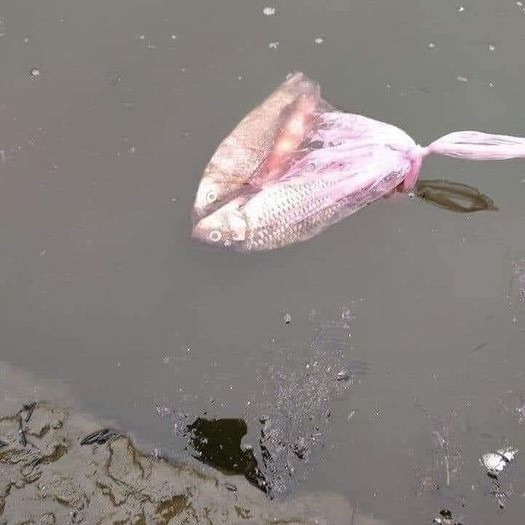 Và đây là hình ảnh những con cá xấu số còn nguyên trong túi nilon bị buộc chặt nên không thể bơi được, mặc dù đã được phóng sinh.