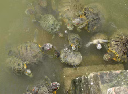 Trước đó, netizen từng phẫn nộ với trào lưu phóng sinh rùa tai đỏ của người dân vào những dịp mùng Một hay ngày Rằm,...