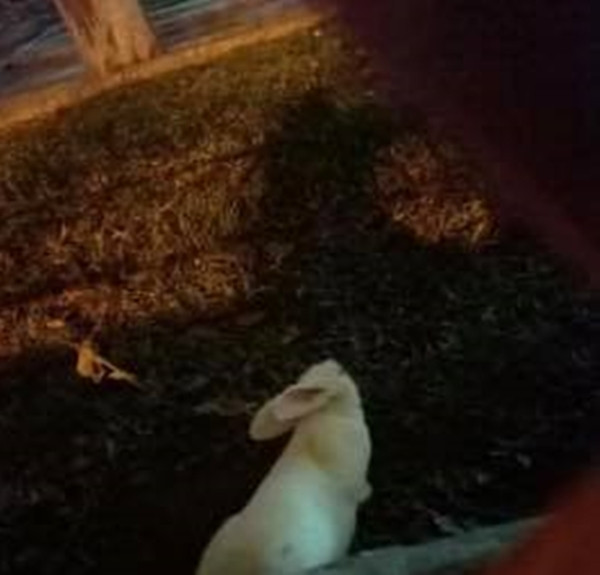 Ngay lập tức bài đăng đã nhận về hàng ngàn lượt tương tác với vô vàn ý kiến bình luận trái chiều. Đa số đều cảm thấy trông chú thỏ rất tội nghiệp vì từ nay không còn được chủ chăm sóc nữa. Ảnh: Tổng hợp