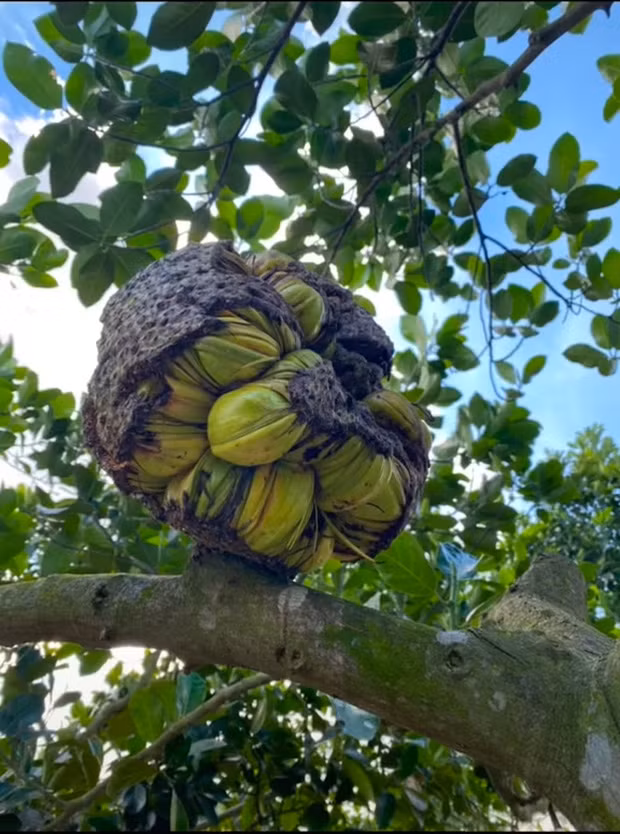 Không chịu lớn bình thường như những người anh em của mình, theo chủ nhân cây mít, ngay từ lúc chưa chín, quả trên cây này đã nứt hết ra.