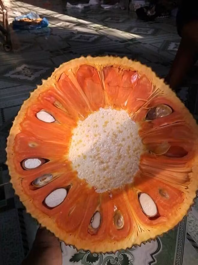 Khác với mít nghệ (múi đỏ nhưng sơ vẫn trắng) thì loại mít ruột đỏ của Malaysia này có cả múi và cả sơ màu đỏ.