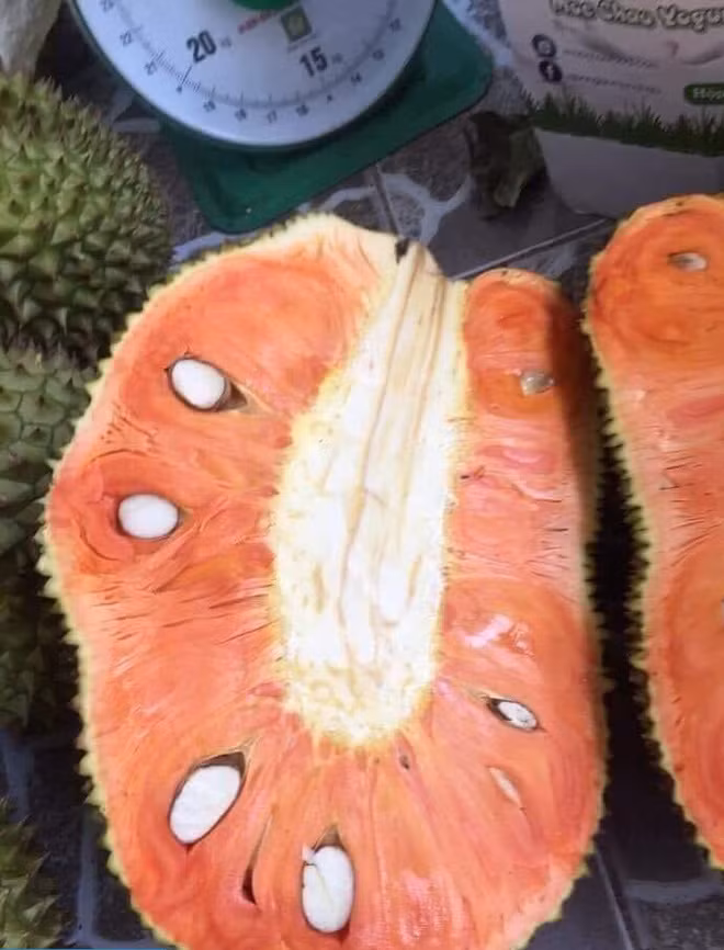 Được biết, đây là giống mít múi đỏ sơ đỏ Malaysia, chỉ mới xuất hiện một vài năm gần đây.