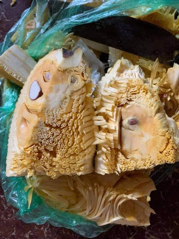 Dù trông vẻ bề ngoài quả mít rất to và ngon, thế nhưng mọi thứ bên trong nó không thực sự hoàn hảo như chúng ta nghĩ.