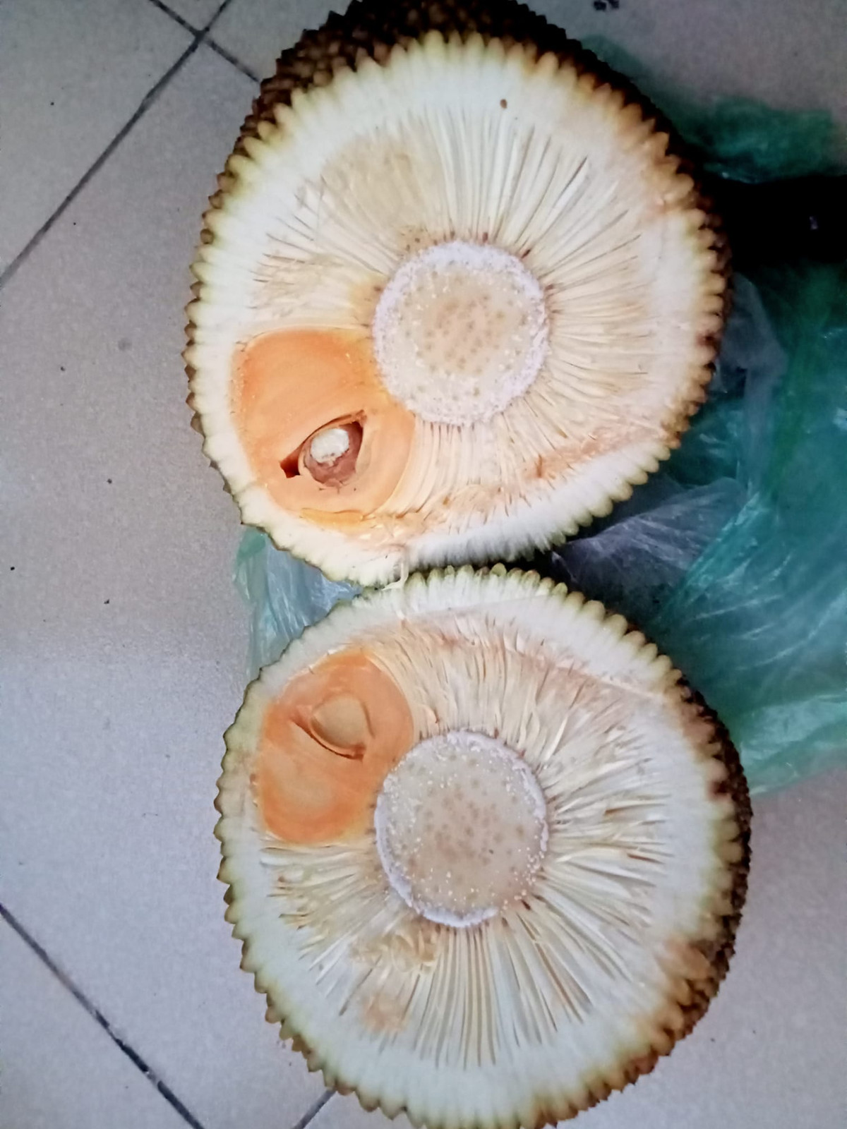 Múi mít độc nhất vô nhị không biết nhường cho ai.