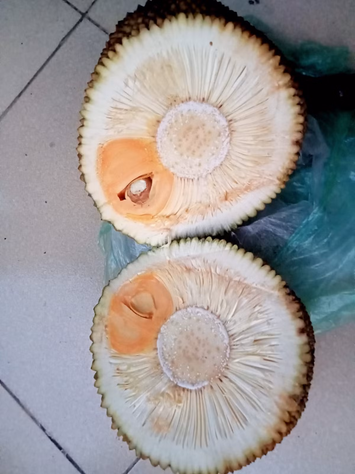 Múi mít độc nhất vô nhị không biết nhường cho ai.