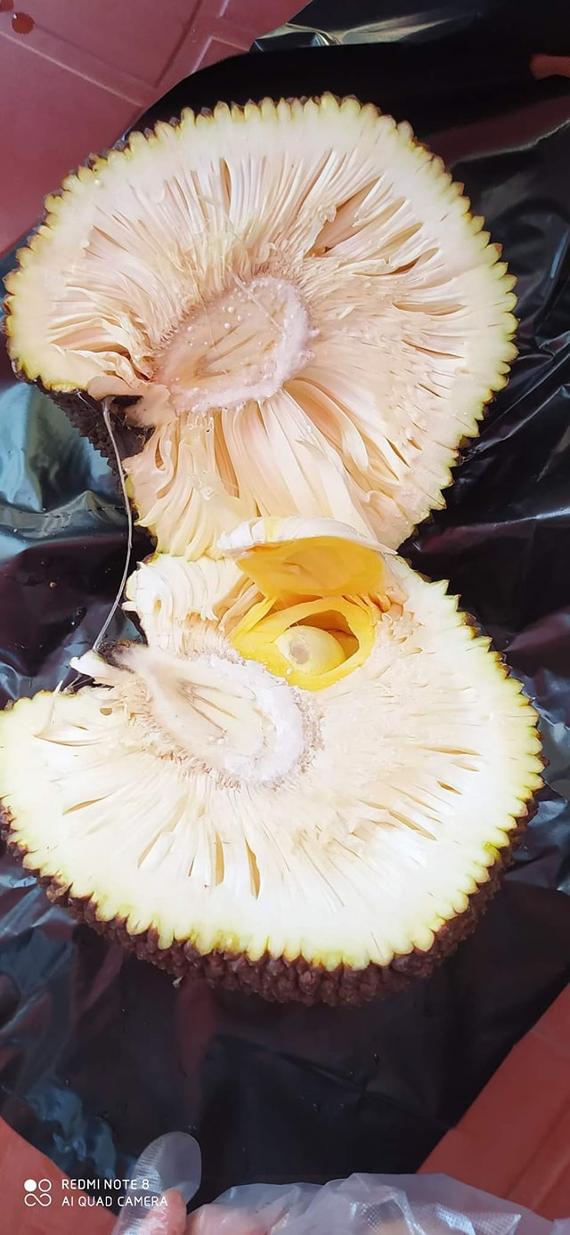 Thảm họa mua mít còn tồi tệ hơn khi bổ ra bên trong chỉ có đúng 1 múi, phần còn lại là xơ dày đặc.