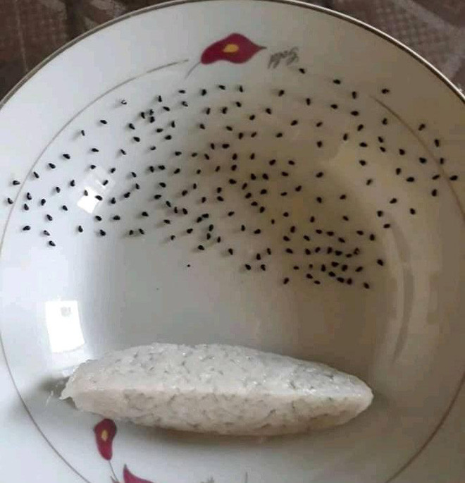 Chưa bao giờ việc ăn thanh long bỏ hạt lại dễ thực hiện đến như vậy.