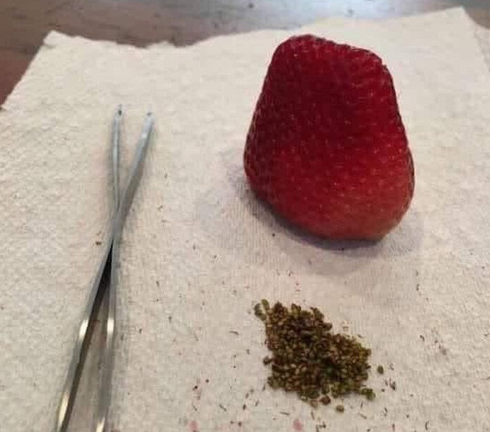 Những hạt màu đen bé li ti bên ngoài trái dâu cũng nhanh chóng trở thành công việc của hội rảnh rỗi khi ở nhà tránh dịch.