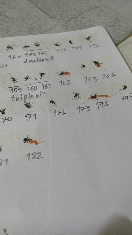 Có thể thấy chủ nhân của bộ sưu tập này đã mất kha khá thời gian để có thể tận diệt được 182 con muỗi, sau đó lại tỉ mỉ cắt băng dính, dán gọn gàng từng con một lên giấy như vậy.