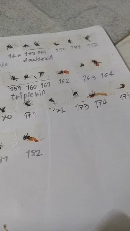 Có thể thấy chủ nhân của bộ sưu tập này đã mất kha khá thời gian để có thể tận diệt được 182 con muỗi, sau đó lại tỉ mỉ cắt băng dính, dán gọn gàng từng con một lên giấy như vậy.