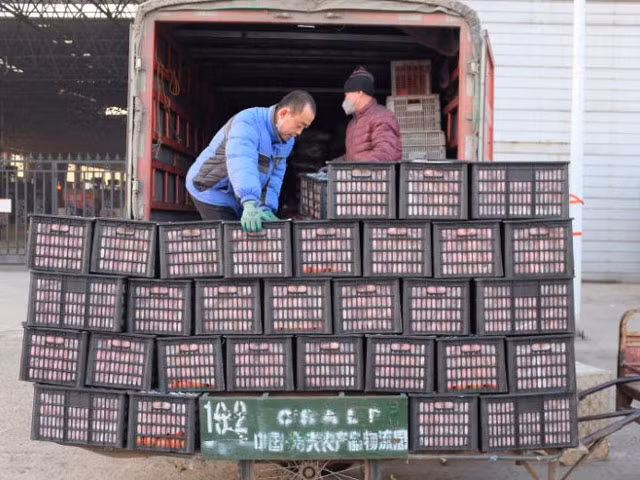 Khong the tin noi, 1 cay cai bap co gia 200 nghin dong o Trung Quoc