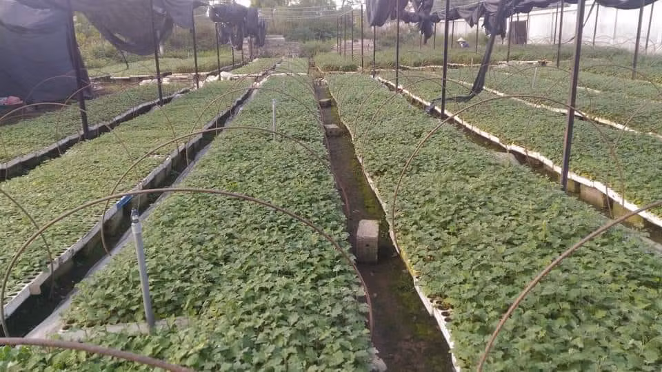 Khoi nghiep that bai khong biet bao nhieu lan, 8x doanh thu ca ti dong/thang-Hinh-3