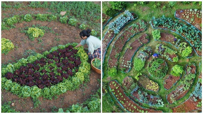 Co nhan vien van phong roi pho ve que de “trong rau, nuoi ca”-Hinh-3