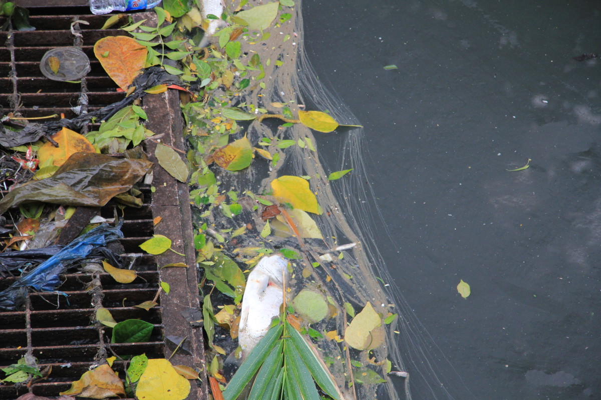 Cá chết bốc mùi thối thay vì cảnh tượng đàn cá bơi tung tăng vào ngày 13/10.