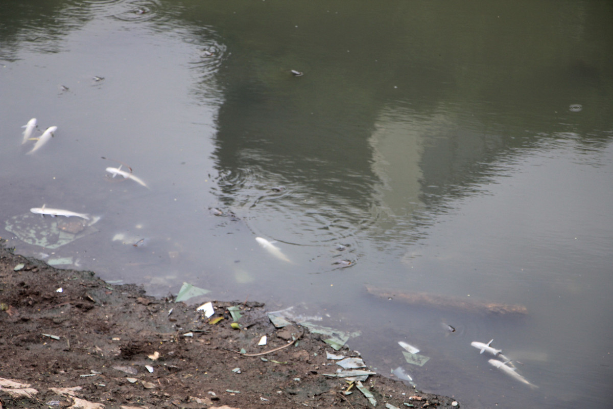 Xác cá trôi dạt vào hai bên bờ khiến cho dòng nước thêm ô nhiễm.