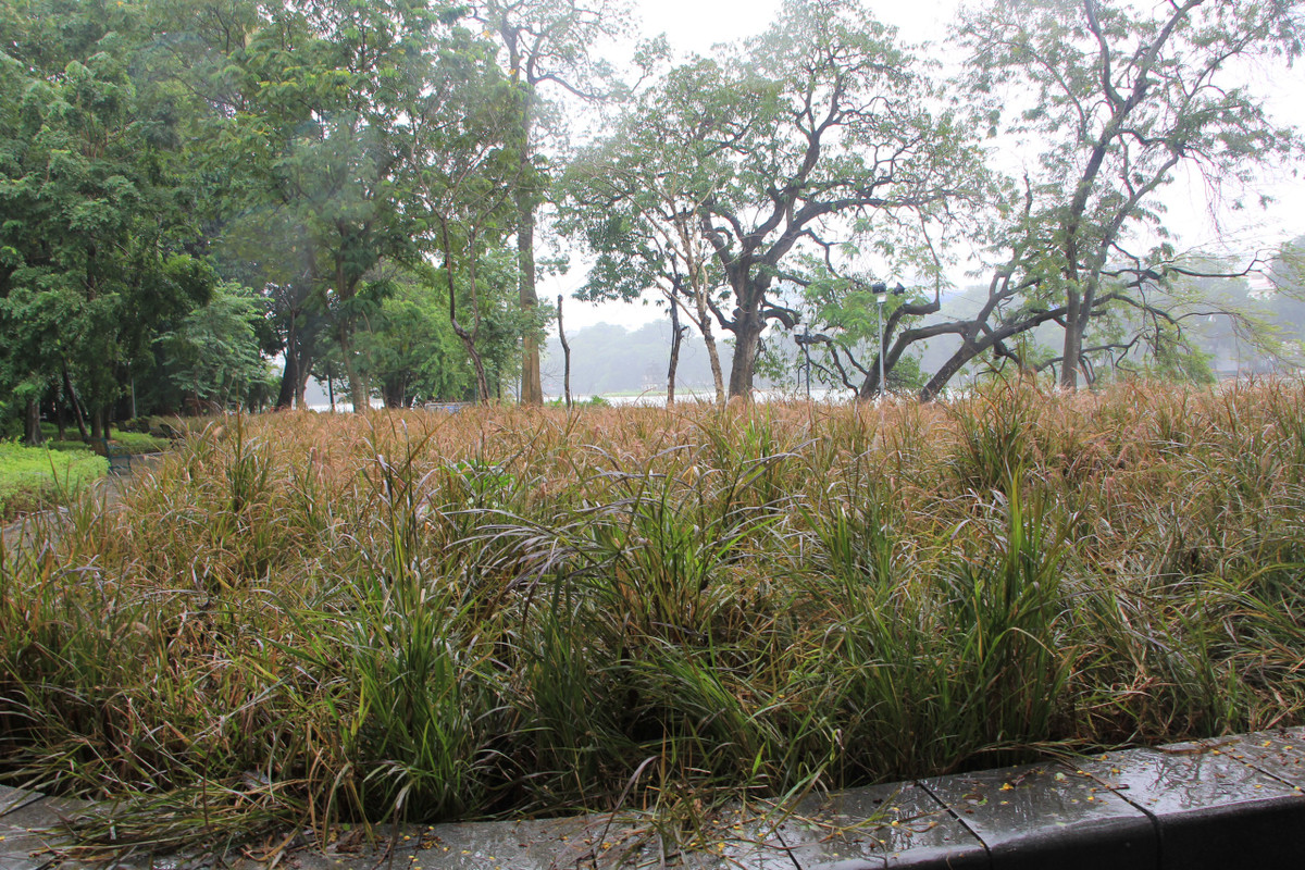 Khuôn viên trồng hoa quanh hồ Gươm nham nhở, lổm nhổm cỏ dại.