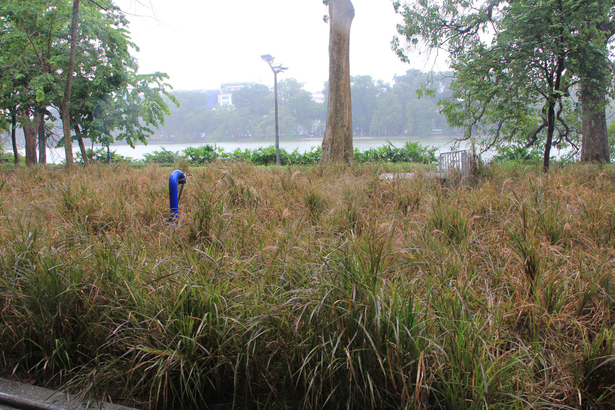 Những cây được trồng cũng đã mọc um tùm, không được công nhân cắt tỉa thường xuyên trong thời điểm dịch COVID-19 bùng phát.