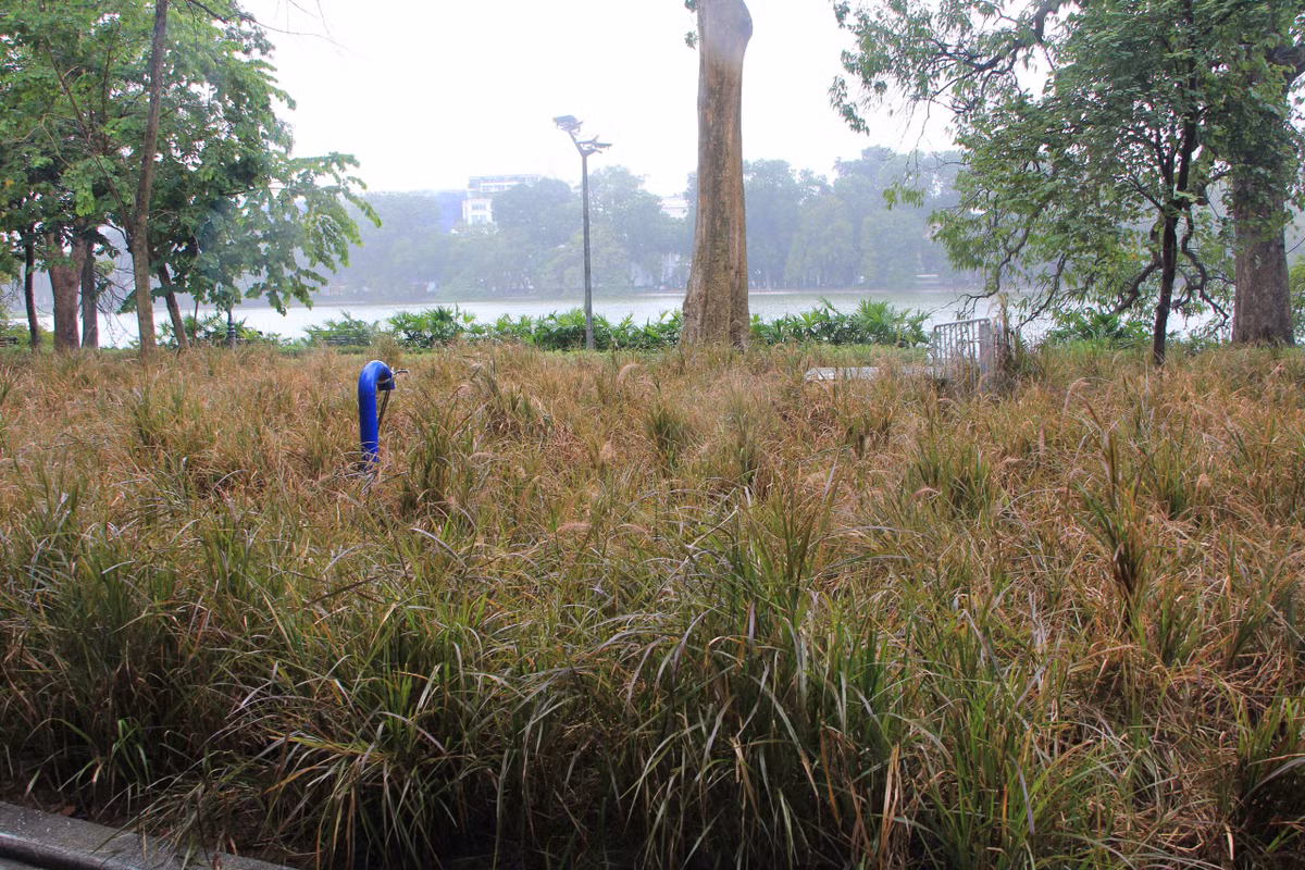 Những cây được trồng cũng đã mọc um tùm, không được công nhân cắt tỉa thường xuyên trong thời điểm dịch COVID-19 bùng phát.