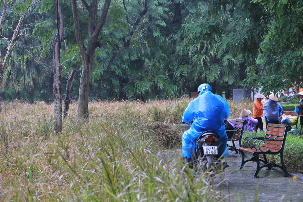 Công nhân vẫn đang vệ sinh, cắt tỉa cỏ dại để hoàn trả cảnh quan cho hồ Gươm.